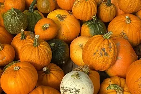 Halloween Spooktacular